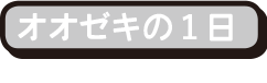 オオゼキの一日